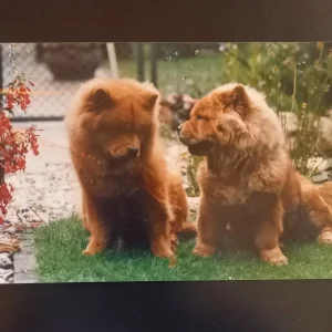 ! a hunde.jpg
