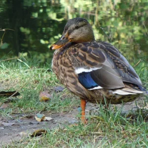 Ente.jpg