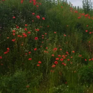 Screenshot_2022-10-23-03-36-10-110_gallery.photomanager.picturegalleryapp.imagegallery.jpg