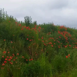 Screenshot_2022-10-23-03-41-23-408_gallery.photomanager.picturegalleryapp.imagegallery.jpg