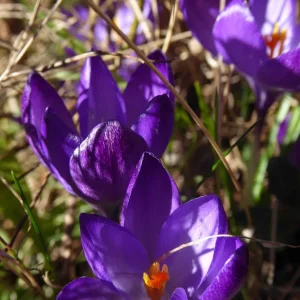 P1060102.jpg
