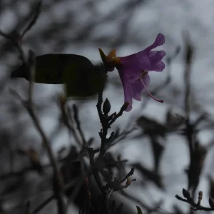 P1060140.JPG