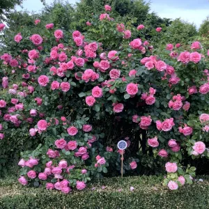 IMG_3438.jpeg
