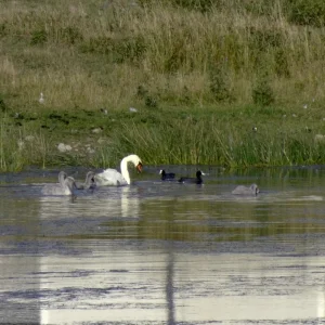 DSC09217bk.jpg
