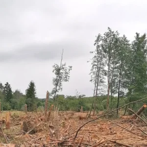 Highländer_1.jpg