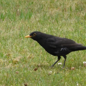 Amsel.jpg