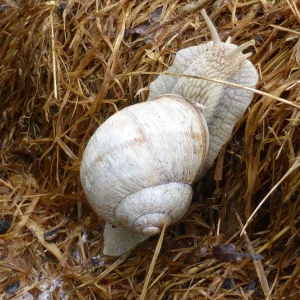P1010923_kl.jpg