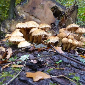 P1010827.JPG