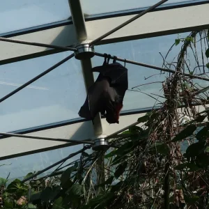 Fledermaus.JPG