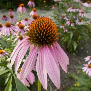 DSCN5892.JPG