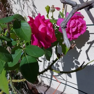 IMG_20231002_132609_HDR.jpg