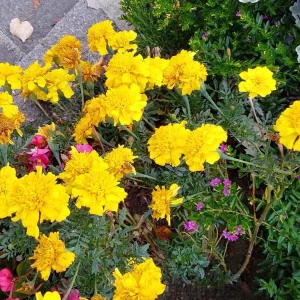 IMG_20231009_172824_HDR~3.jpg