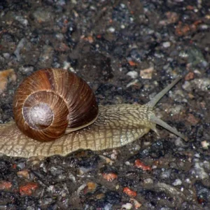 Schnecke_2009.jpg