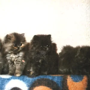Wurf von Puppy 001.jpg