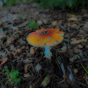 IMG_1295.jpeg