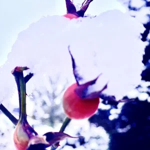 IMG_7828.jpeg
