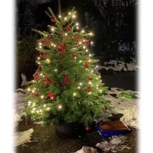 Tannenbaum.jpg