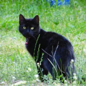 katzi.jpg