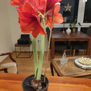 Amaryllis.jpg