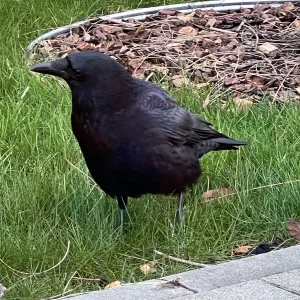 IMG_1921.jpeg