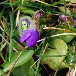 Veilchenfee