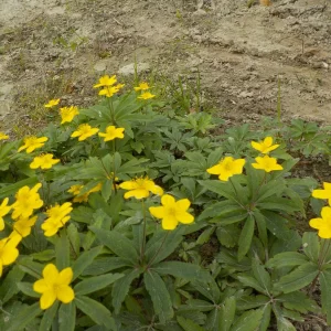 DSCN6153.JPG