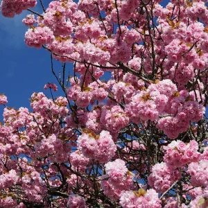 Kirschblüte-TUT_DSC01619_low.jpg