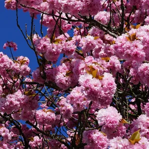 Kirschblüte-TUT_DSC01620_Detail_1200px.jpg