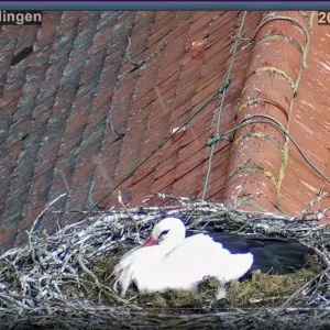 Störche-TUT_Hagelschauer_02Mai2024_ab15Uhr33.JPG
