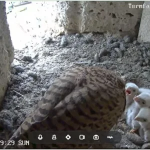 Turmfalken-TUT_Mama-fuettert-5Kueken-1Ei_05Mai2024_13Uhr39.JPG