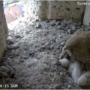Turmfalken-TUT_Mama-u-5Kueken-1Ei_05Mai2024_19Uhr20.JPG