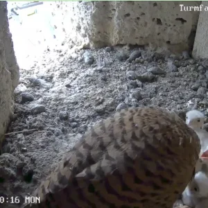 Turmfalken-TUT_Mama-u-5Kueken_06Mai2024_11Uhr20.png