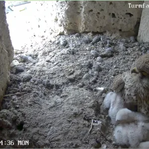Turmfalken-TUT_Mama-u-5Kueken_06Mai2024_12Uhr04.png