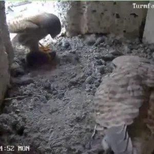 Turmfalken-TUT_Papa-Mama-u-5Kueken_06Mai2024_11Uhr14-52.png