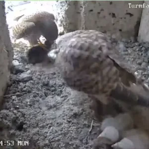 Turmfalken-TUT_Papa-Mama-u-5Kueken_06Mai2024_11Uhr14-53.png