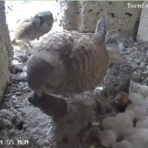 Turmfalken-TUT_Papa-Mama-u-5Kueken_06Mai2024_11Uhr14-55.png
