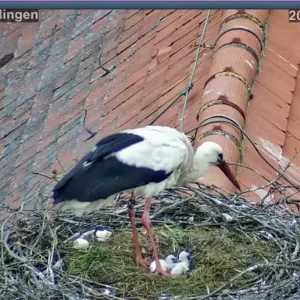 Störche-TUT_Kueken-Nr2-geschluepft-07Mai2024_17Uhr36.JPG