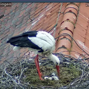 Störche-TUT_schluepfen-beginnt-08Mai2024_18Uhr59-56.JPG