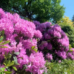 Garten 3.jpg