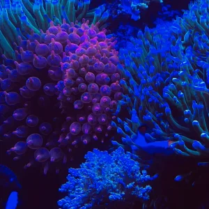 Aquarium3.jpg