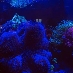 Aquarium4.jpg