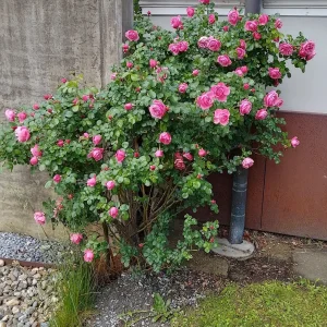 IMG_20240517_111454_HDR~2.jpg