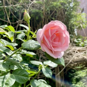 IMG_3168.jpeg