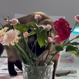 Naschkatze..PNG