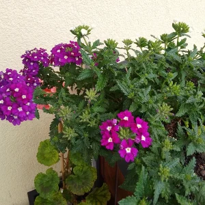 IMG_20240531_130754_HDR.jpg