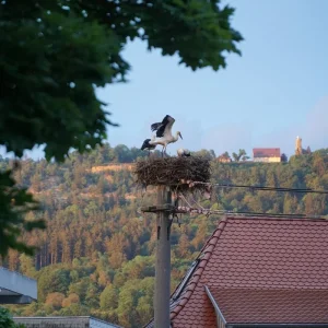 Spaichingen-Rathaus_DSC01654_low.jpg