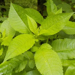 DSCN6280.JPG