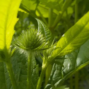DSCN6286.JPG