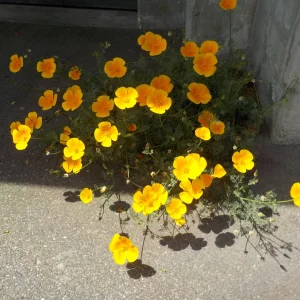 DSCN6295.JPG