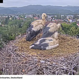 Störche-Kirchzarten 2024-06-21 07Uhr14.png